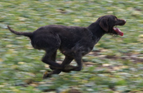 Ronja in full action 2009