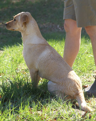 Izzie på träning maj 2009