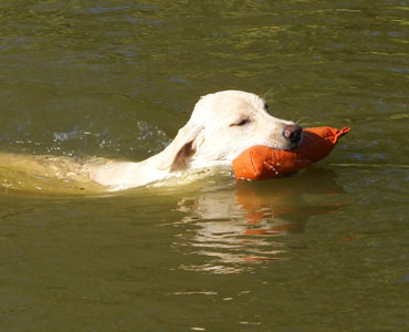 Roekull Juli 2009