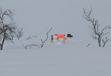 Pimen´s Bill på fjället 20100329