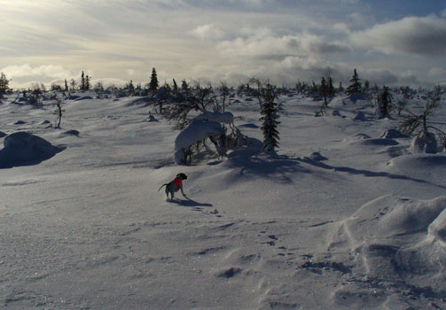 Pimen´s Billan Blaikfjäll 20110228