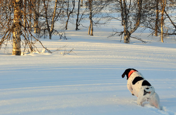 Pimen´s B-Kajs  står för Ripa 2011 feb