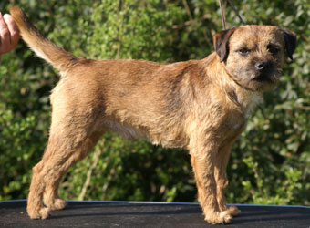 Grimasteggens Fido 2009