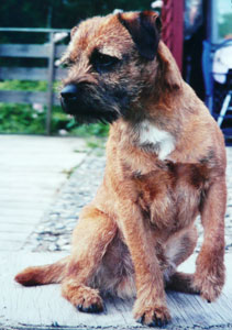 Gremasteggens Fido 2005