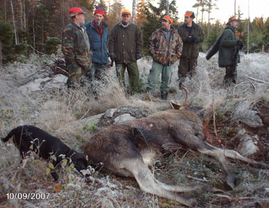 Roekull Hugo 2007