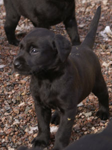 Jkull ute 5 veckor 2009