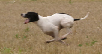 Östaglöttens Lola in action 2007