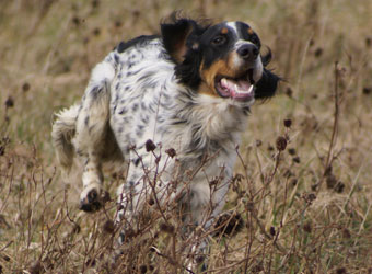 Oliver 2009