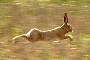 Hare på premiär 2008