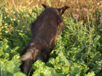 Ronja avancerar aug 2008