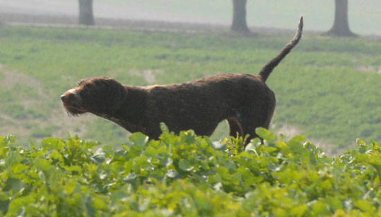 Pimen´s Quna "Yezzie " Stånd för hare Skåne 2008