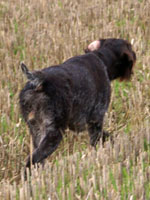 Ronja 2008