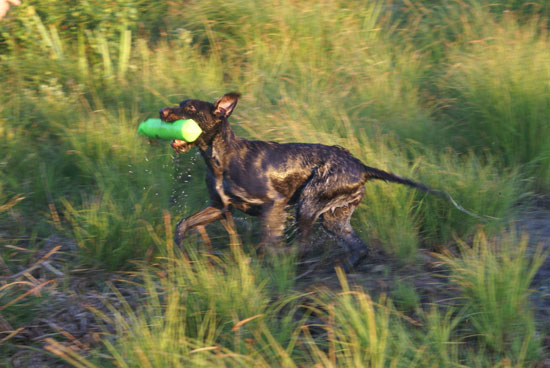 blöt Ronja